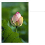 Lotus Flower by Anonymous