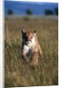 Mountain Lion Running in Field by Anonymous