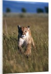 Mountain Lion Running in Field by Anonymous