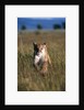 Mountain Lion Running in Field by Anonymous