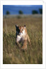 Mountain Lion Running in Field by Anonymous