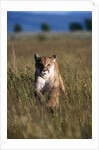 Mountain Lion Running in Field by Anonymous
