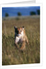 Mountain Lion Running in Field by Anonymous
