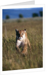 Mountain Lion Running in Field by Anonymous
