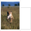 Mountain Lion Running in Field by Anonymous