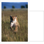 Mountain Lion Running in Field by Anonymous