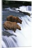 Brown Bears Fishing at Brooks Falls by Anonymous