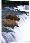 Brown Bears Fishing at Brooks Falls by Anonymous