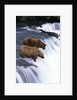 Brown Bears Fishing at Brooks Falls by Anonymous