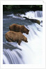 Brown Bears Fishing at Brooks Falls by Anonymous