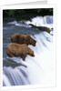 Brown Bears Fishing at Brooks Falls by Anonymous