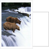 Brown Bears Fishing at Brooks Falls by Anonymous