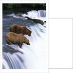 Brown Bears Fishing at Brooks Falls by Anonymous