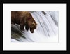 Brown Bear Fishing at Brooks Falls by Anonymous