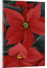 Poinsettia by Anonymous