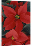 Poinsettia by Anonymous