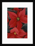 Poinsettia by Anonymous