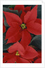 Poinsettia by Anonymous
