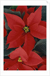 Poinsettia by Anonymous