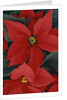 Poinsettia by Anonymous