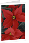 Poinsettia by Anonymous