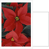 Poinsettia by Anonymous