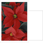 Poinsettia by Anonymous