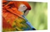 Colorful Scarlet Macaw by Anonymous