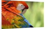 Colorful Scarlet Macaw by Anonymous