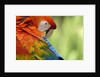 Colorful Scarlet Macaw by Anonymous