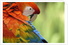 Colorful Scarlet Macaw by Anonymous