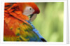 Colorful Scarlet Macaw by Anonymous