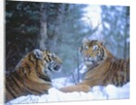 Siberian Tigers Resting in Snow by Anonymous