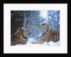 Siberian Tigers Resting in Snow by Anonymous