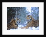 Siberian Tigers Resting in Snow by Anonymous