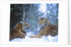 Siberian Tigers Resting in Snow by Anonymous