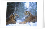 Siberian Tigers Resting in Snow by Anonymous