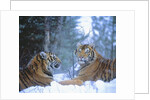 Siberian Tigers Resting in Snow by Anonymous