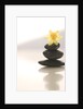 Flower Balancing on Rocks by Anonymous