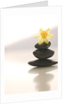 Flower Balancing on Rocks by Anonymous