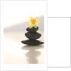 Flower Balancing on Rocks by Anonymous