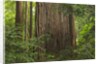 Redwood Trunk by Anonymous