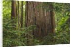 Redwood Trunk by Anonymous
