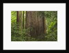 Redwood Trunk by Anonymous