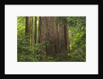 Redwood Trunk by Anonymous