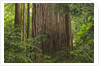 Redwood Trunk by Anonymous