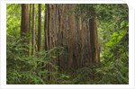 Redwood Trunk by Anonymous