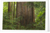 Redwood Trunk by Anonymous