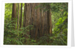 Redwood Trunk by Anonymous