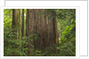 Redwood Trunk by Anonymous
